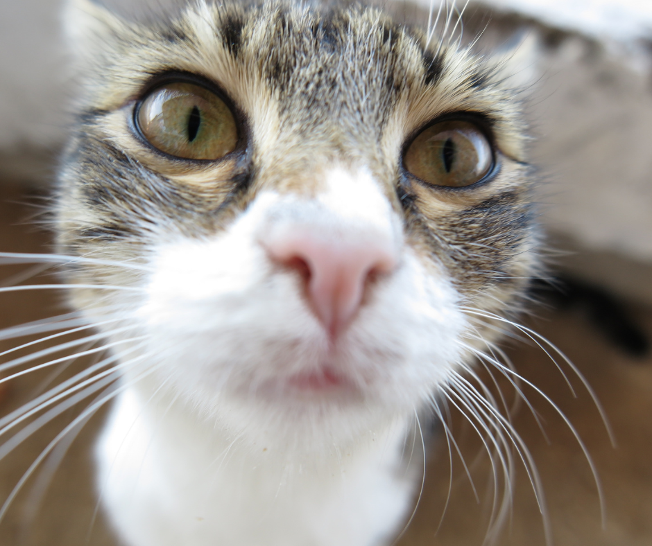 Cat litter for oil stains on concrete